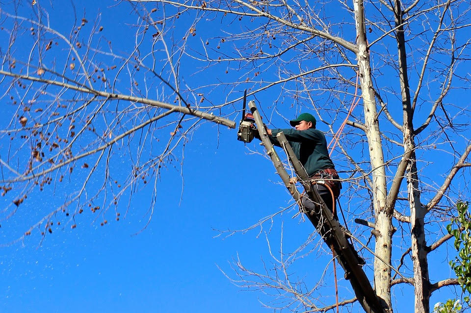 Lawrencecille Tree Services - tree removal and trimming